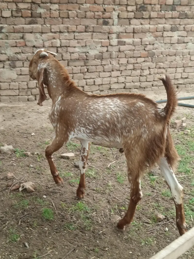 5 bakry For Slae (Makhi Cheni Nasal) — photo 4