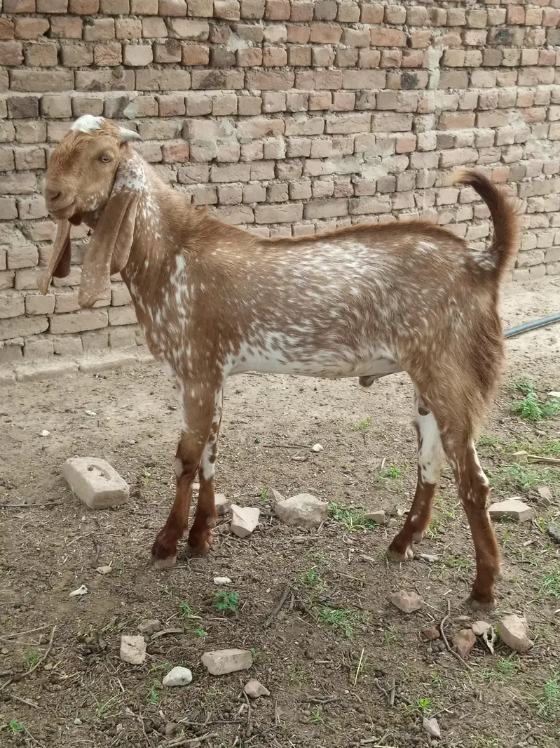 5 bakry For Slae (Makhi Cheni Nasal) — photo 5