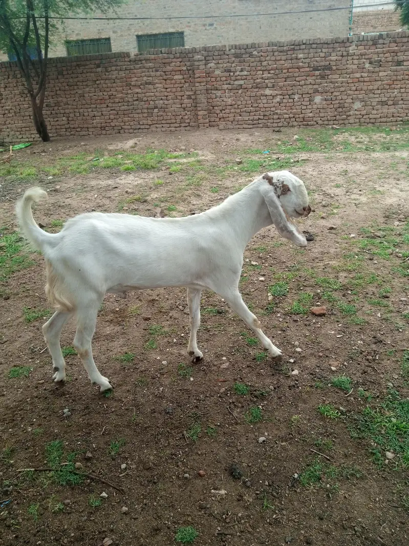 5 bakry For Slae (Makhi Cheni Nasal) — photo 6