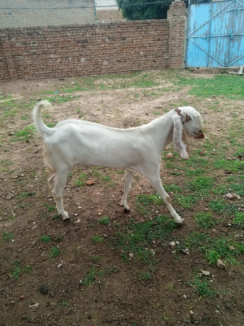 5 bakry For Slae (Makhi Cheni Nasal) — photo 7
