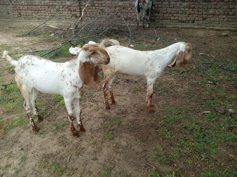 5 bakry For Slae (Makhi Cheni Nasal) — photo 8