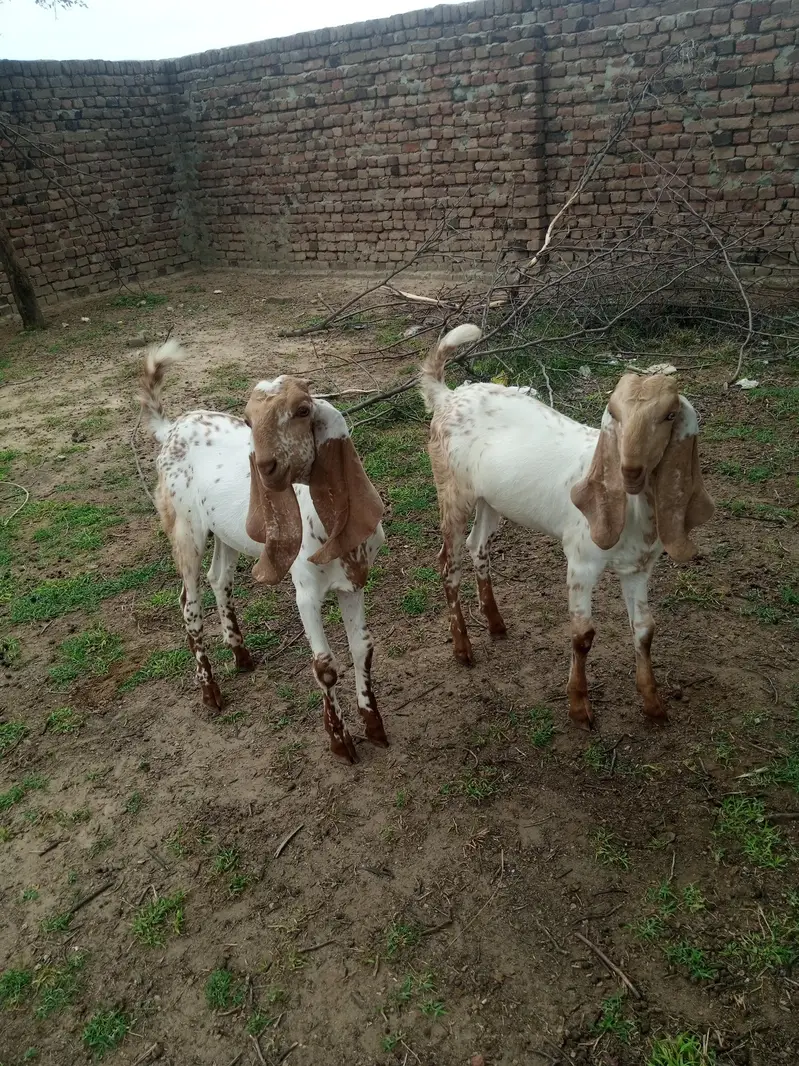 5 bakry For Slae (Makhi Cheni Nasal) — photo 9