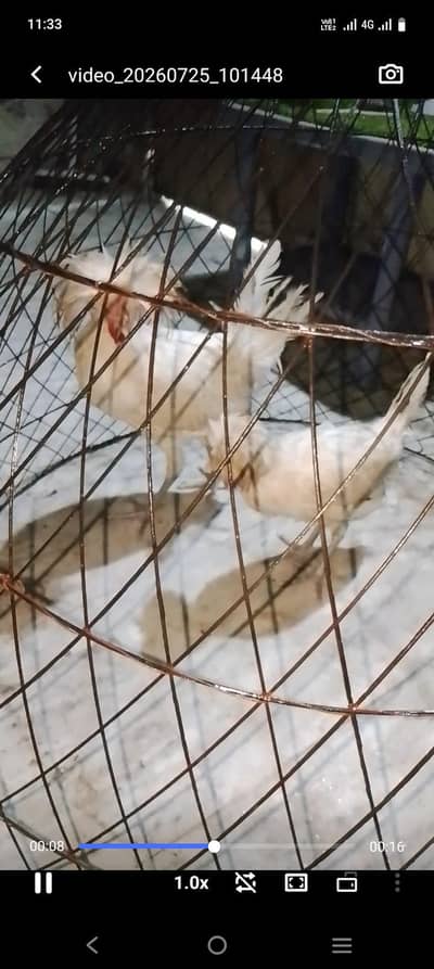 0328778554 Fancey hens available