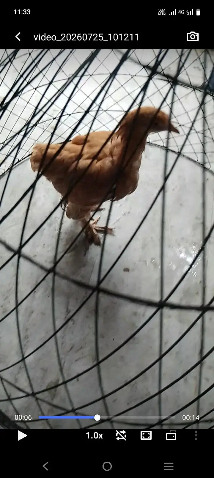 0328778554 Fancey hens available — photo 4
