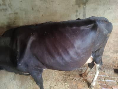 cow for sale