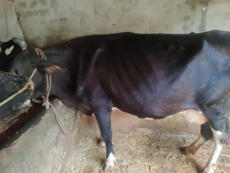 cow for sale — photo 2