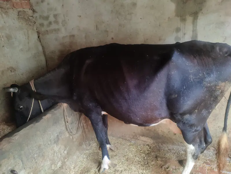 cow for sale — photo 3