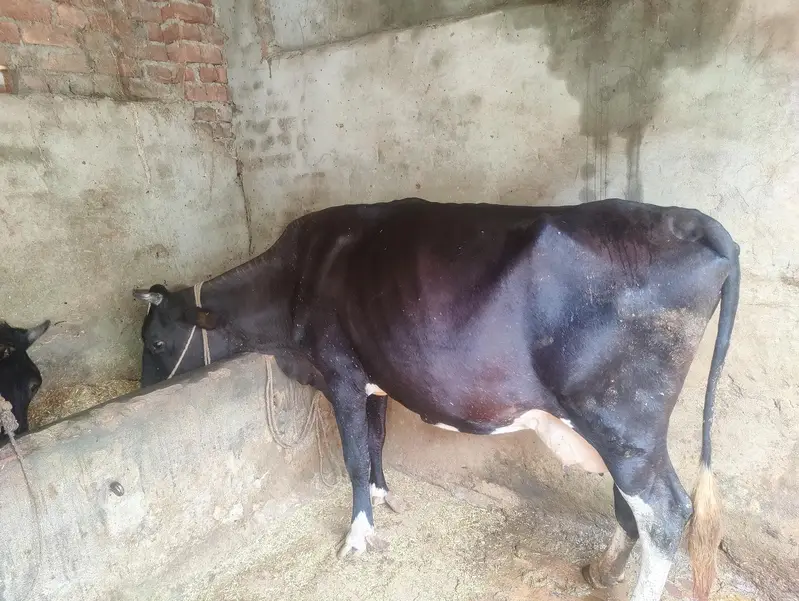 cow for sale — photo 6
