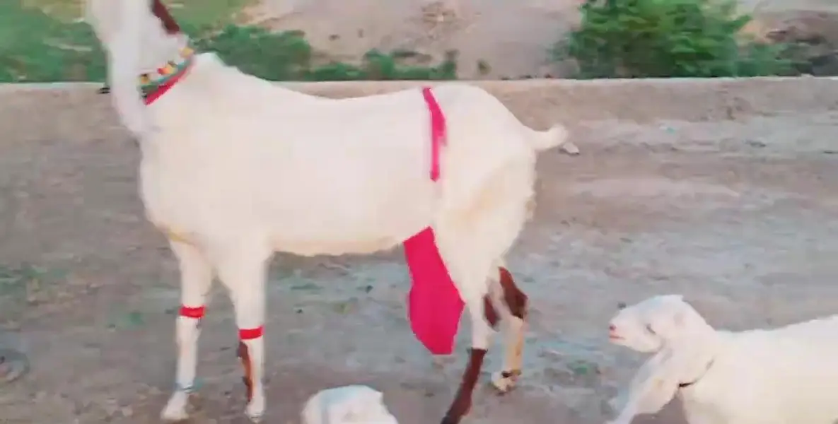 3 Bacchon Ka Sath Desi Bakri For Sale _ +03242203691 — photo 5