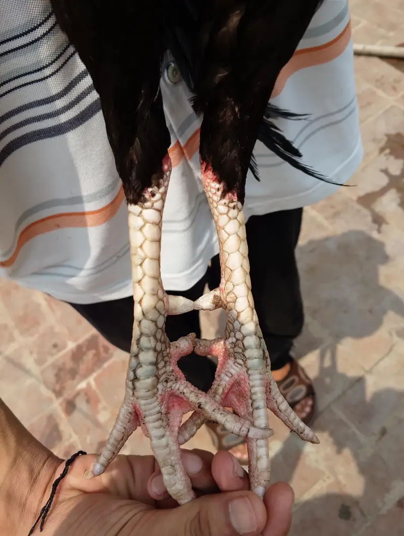 mushka mianwali — photo 3