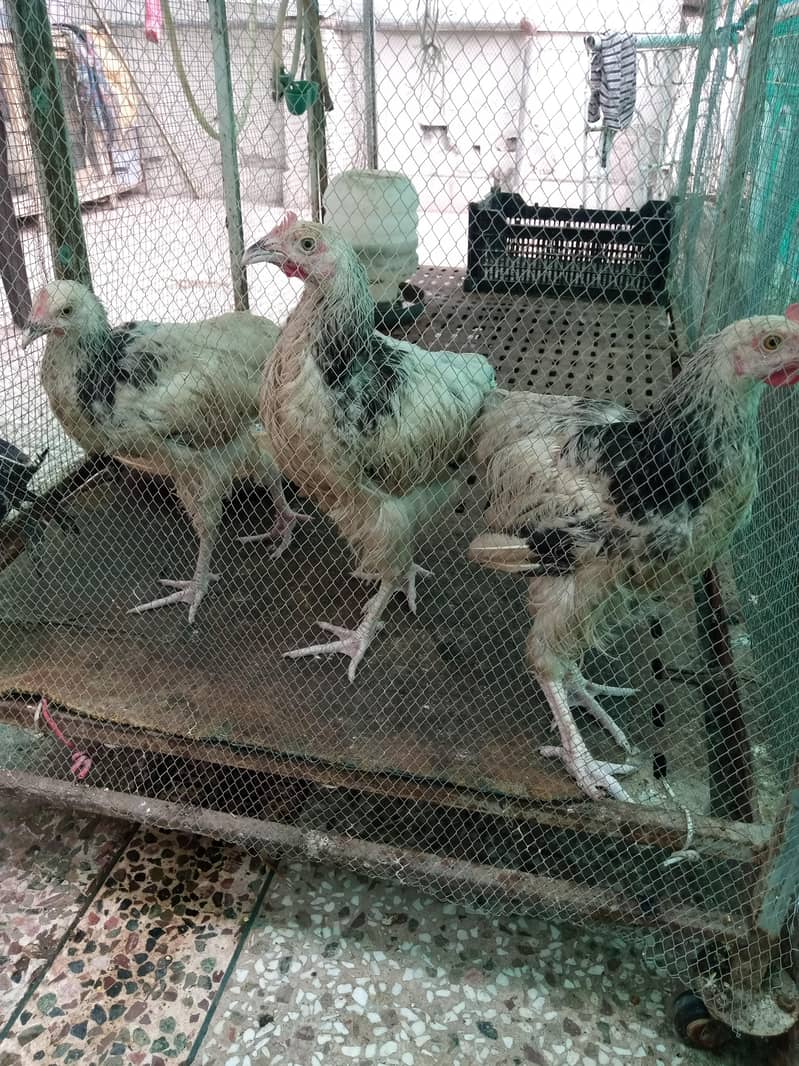 susex chicks 0