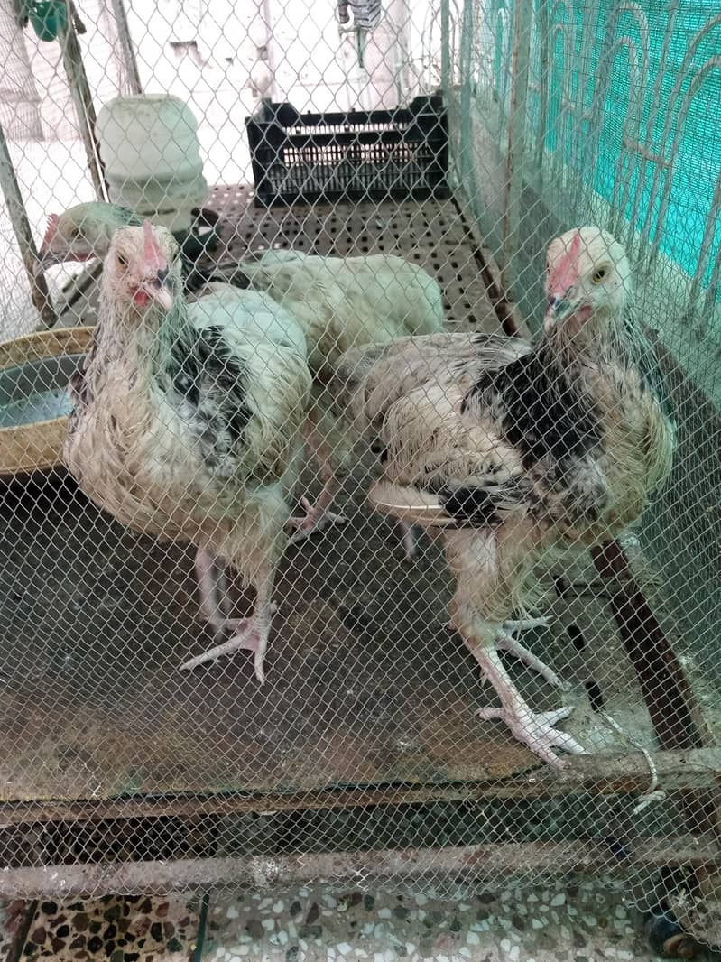 susex chicks 1