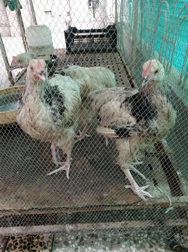 susex chicks — photo 2