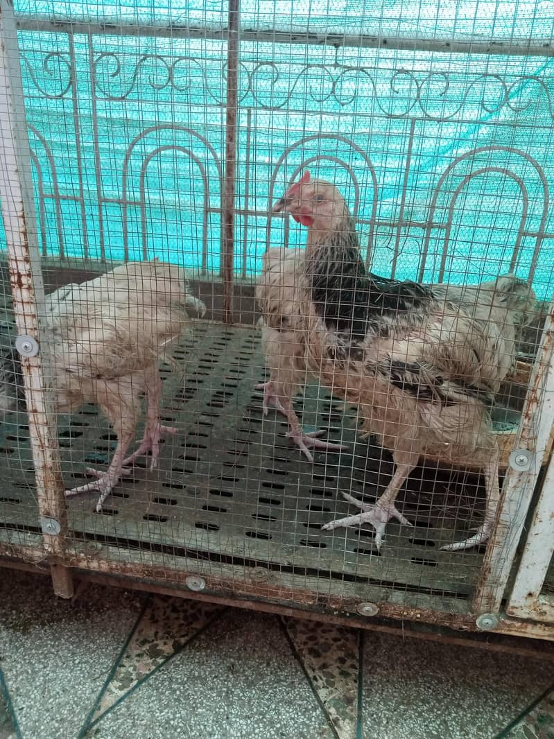 susex chicks 2