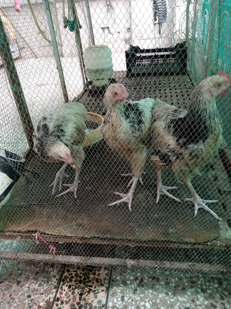 susex chicks 3