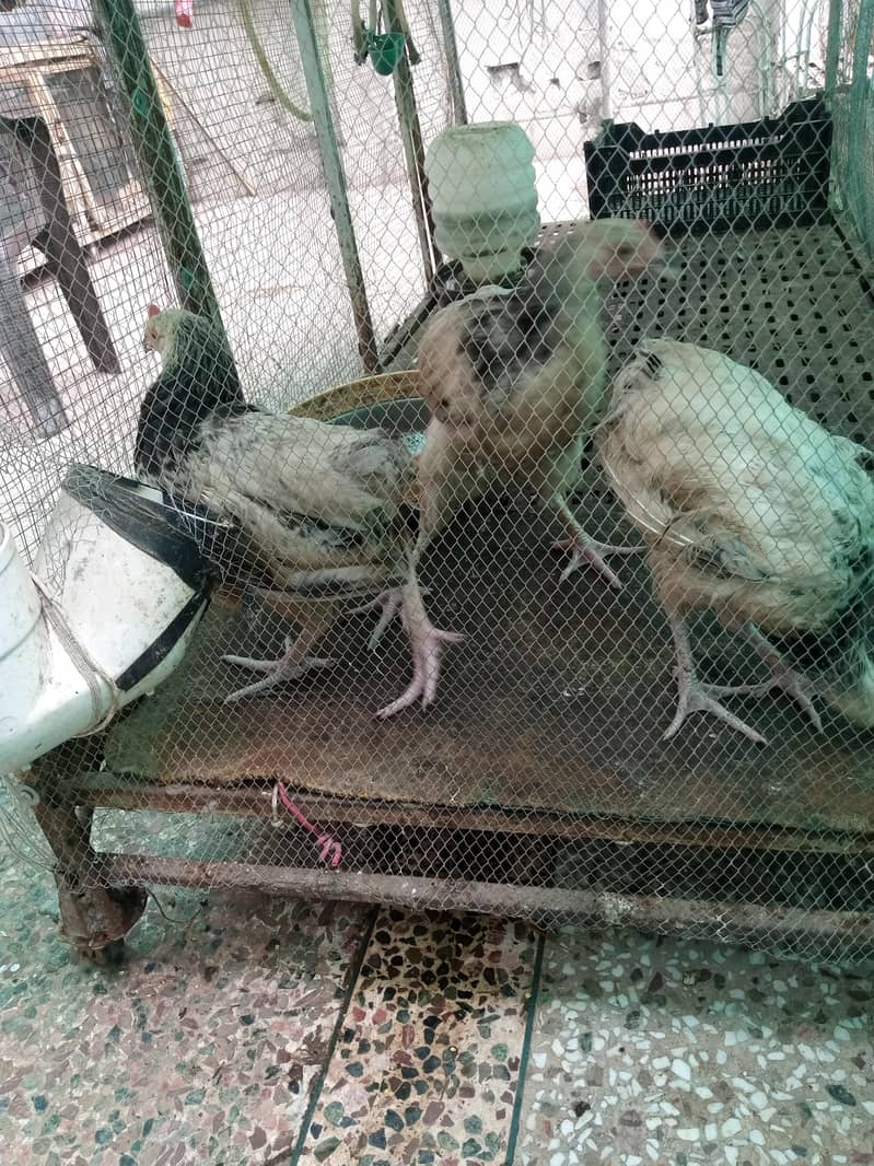 susex chicks 4