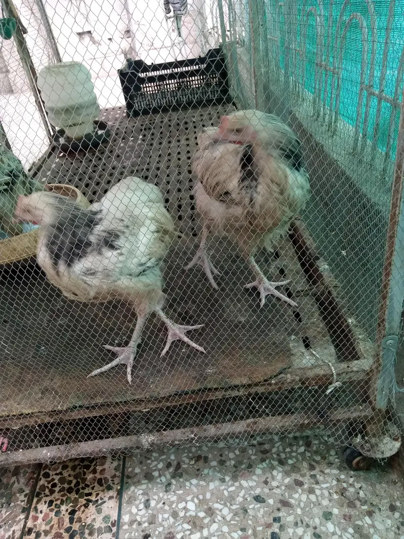 susex chicks — photo 6