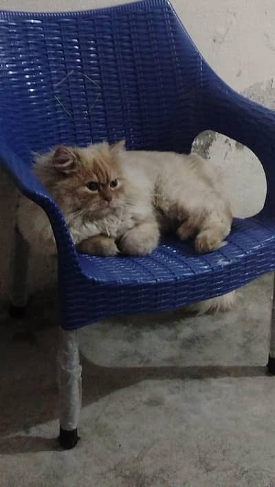 Persian catt