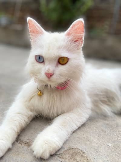 Cat Odd Eyes
