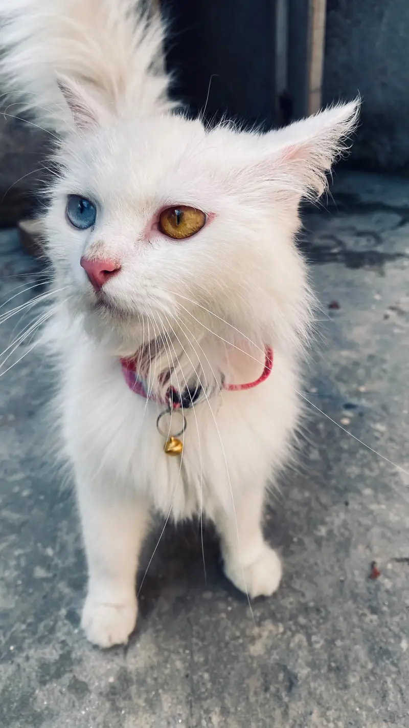 Cat Odd Eyes — photo 2