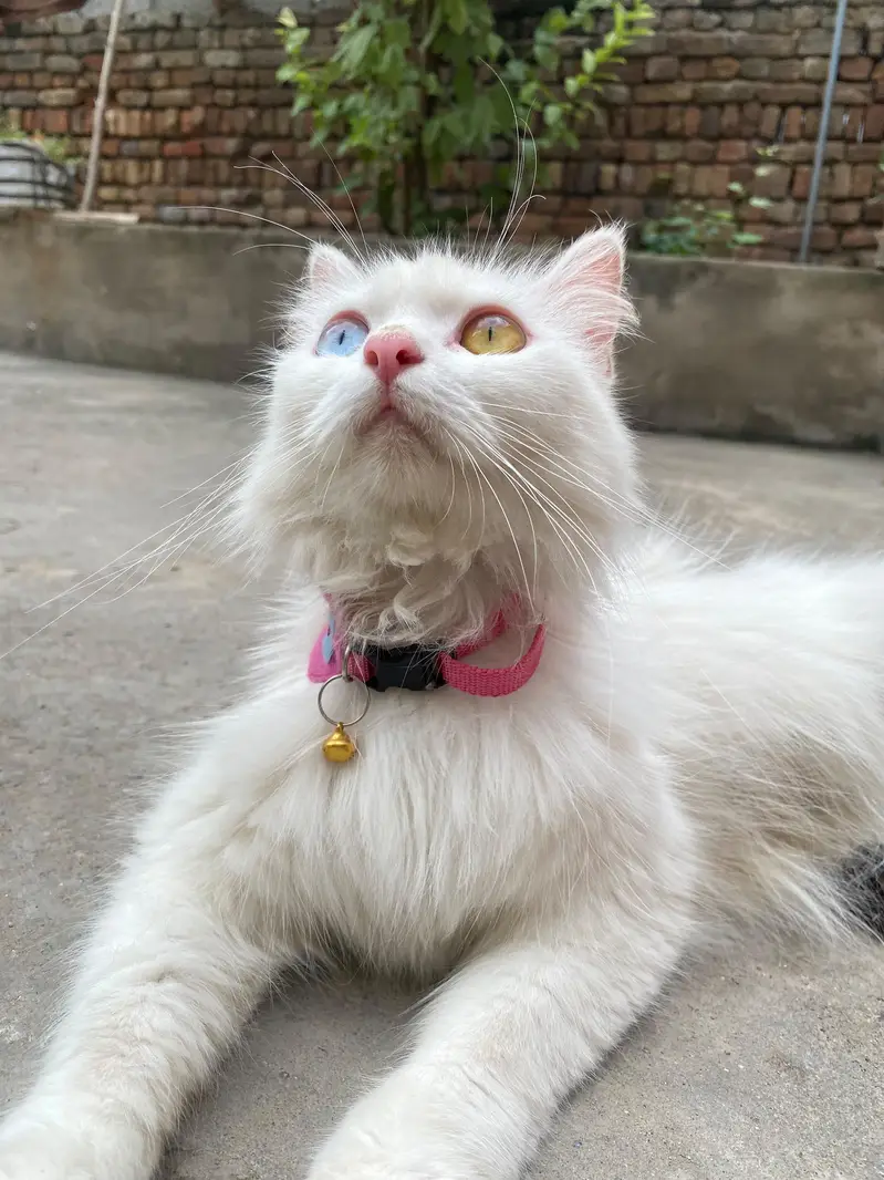 Cat Odd Eyes — photo 3