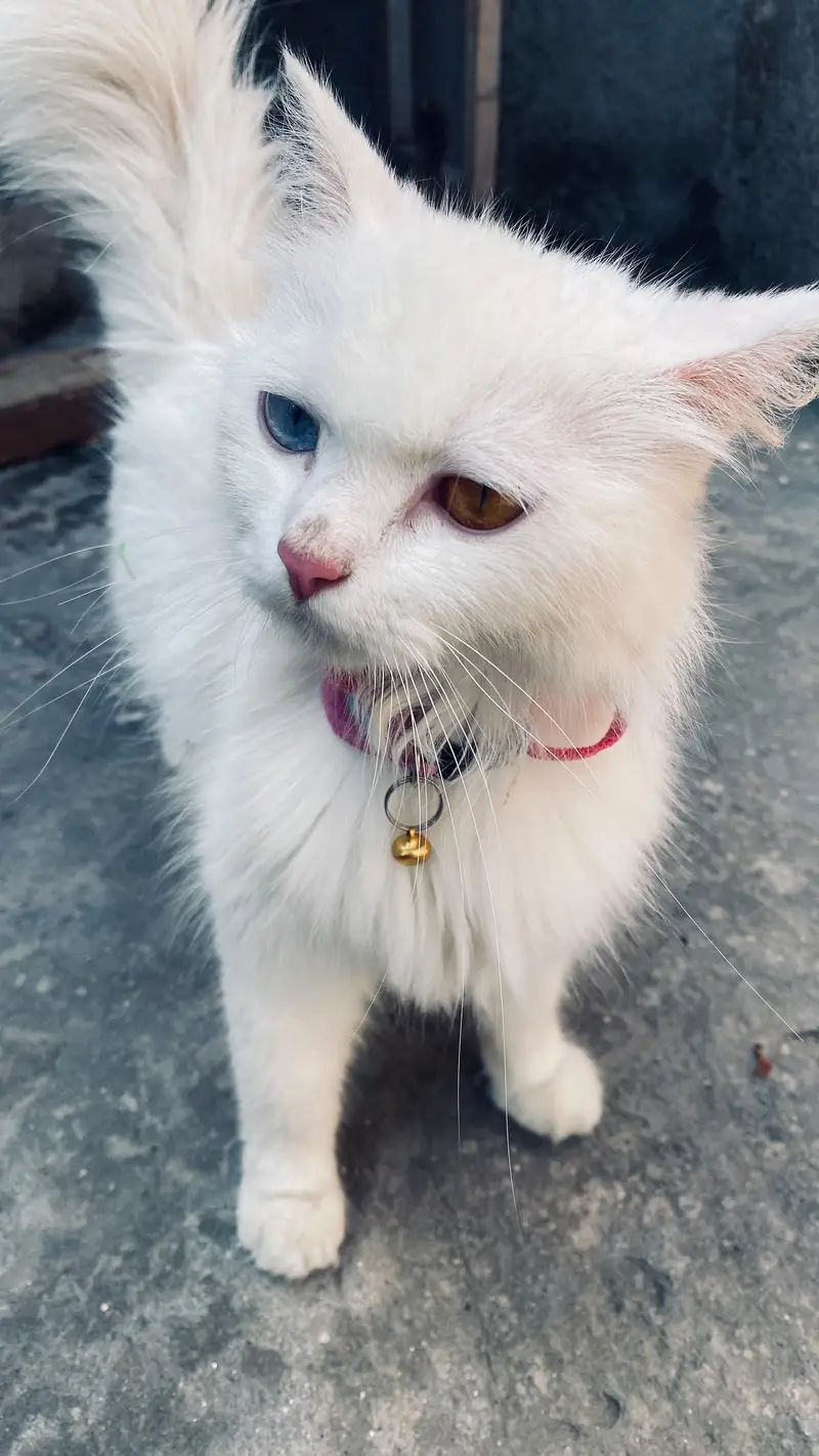 Cat Odd Eyes — photo 4