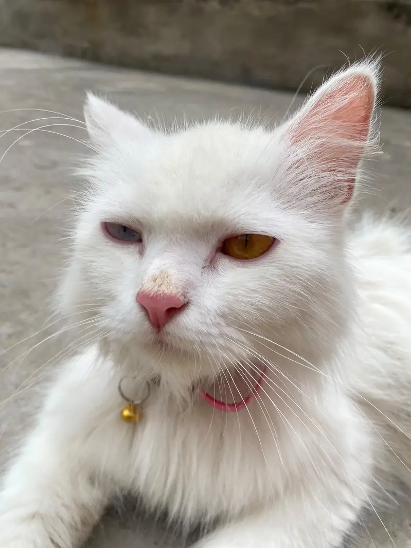 Cat Odd Eyes — photo 5