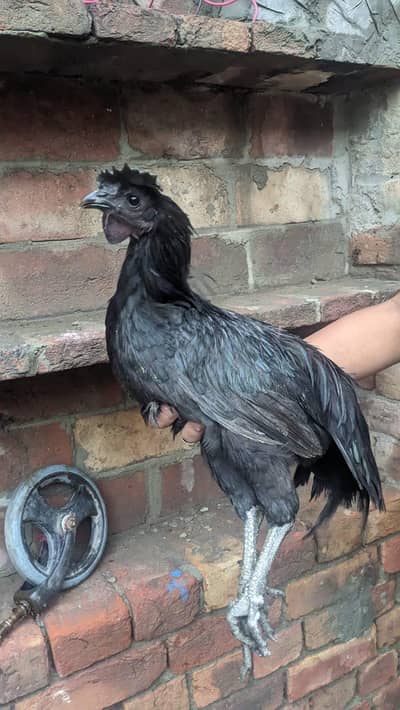 Pure Ayam Cemani – Grey Tongue