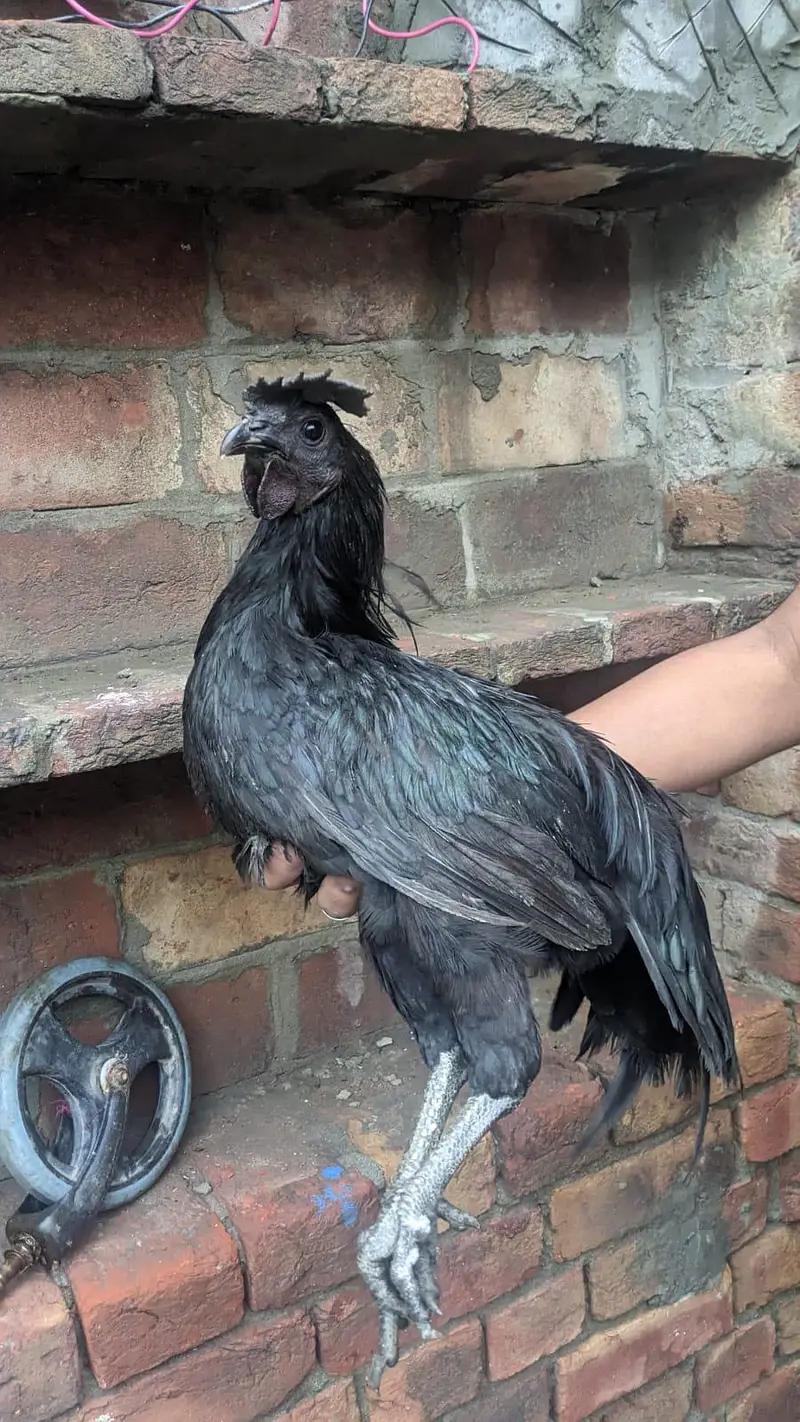 Pure Ayam Cemani – Grey Tongue — photo 2
