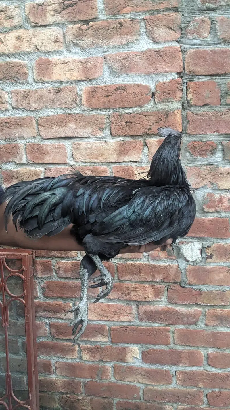 Pure Ayam Cemani – Grey Tongue — photo 3