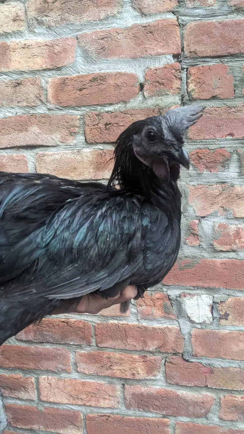 Pure Ayam Cemani – Grey Tongue — photo 4