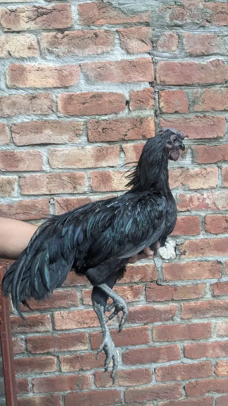 Pure Ayam Cemani – Grey Tongue — photo 5