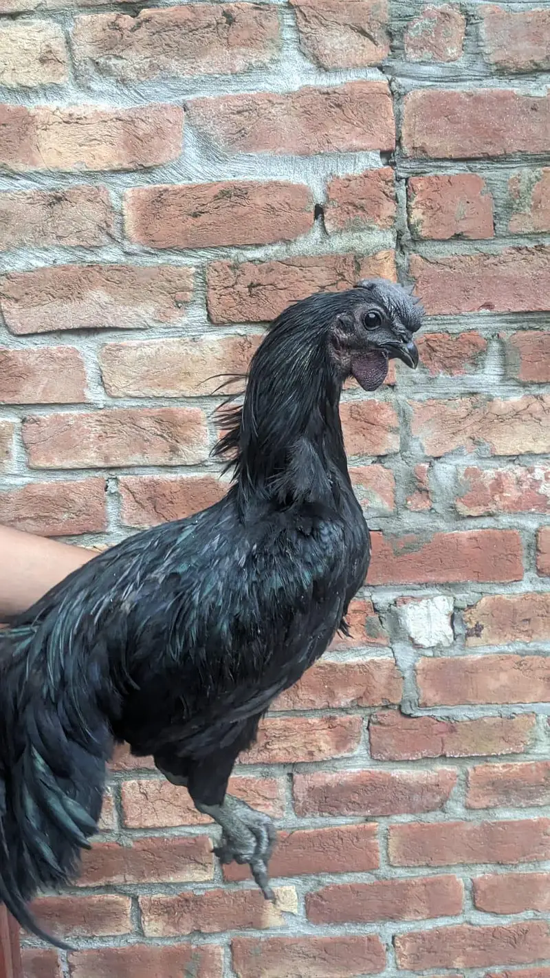 Pure Ayam Cemani – Grey Tongue — photo 6