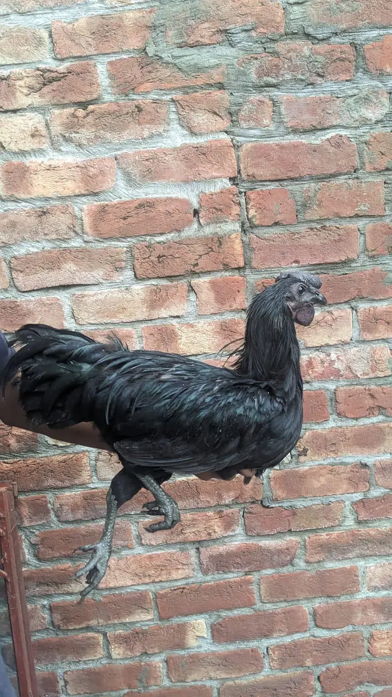 Pure Ayam Cemani – Grey Tongue — photo 7