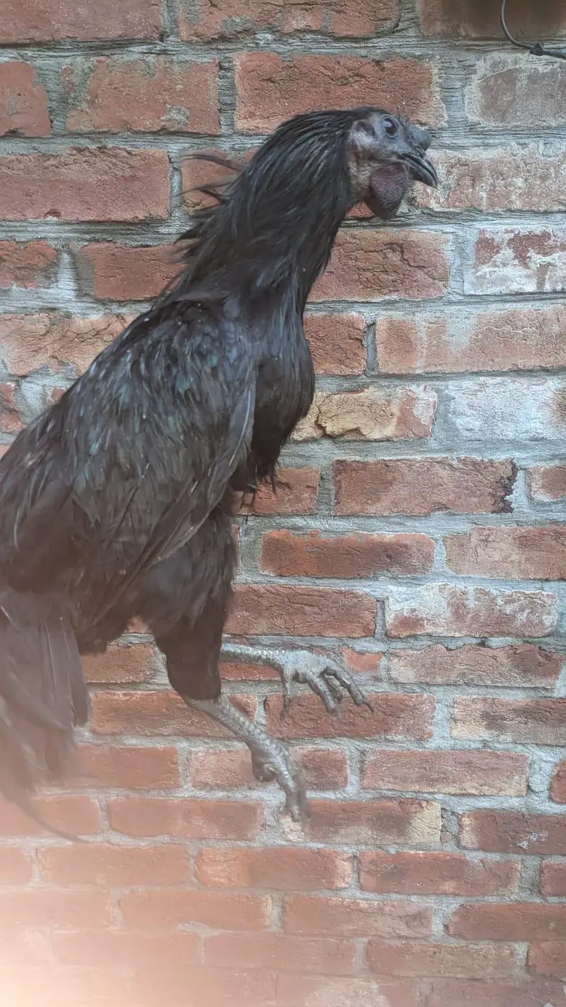 Pure Ayam Cemani – Grey Tongue — photo 8