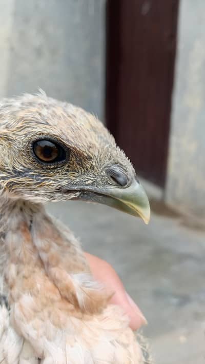 Healthy and active quality birds