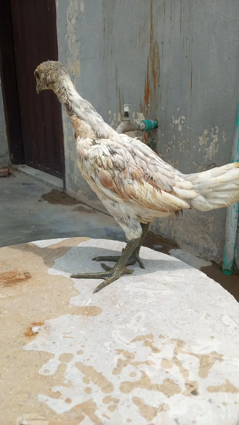 Healthy and active quality birds — photo 2