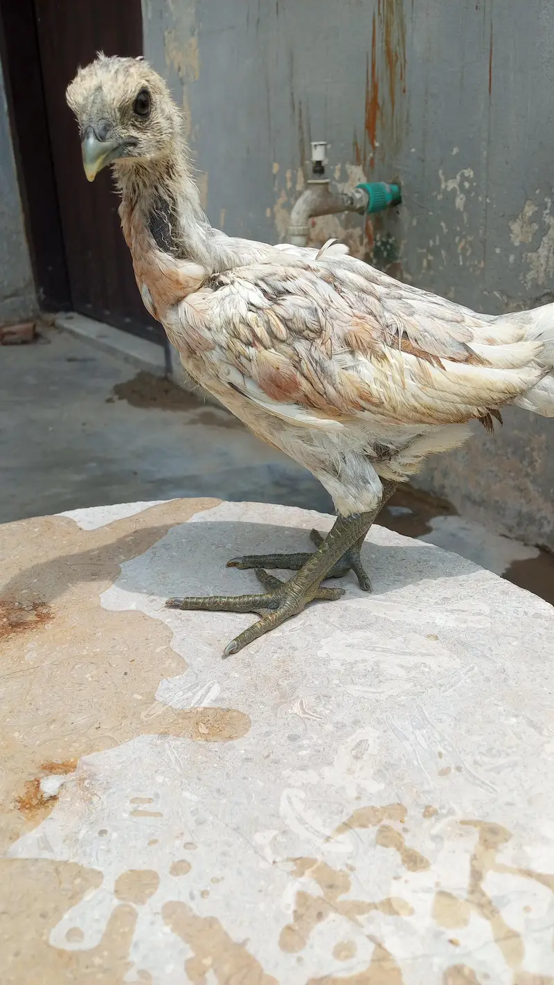Healthy and active quality birds — photo 3