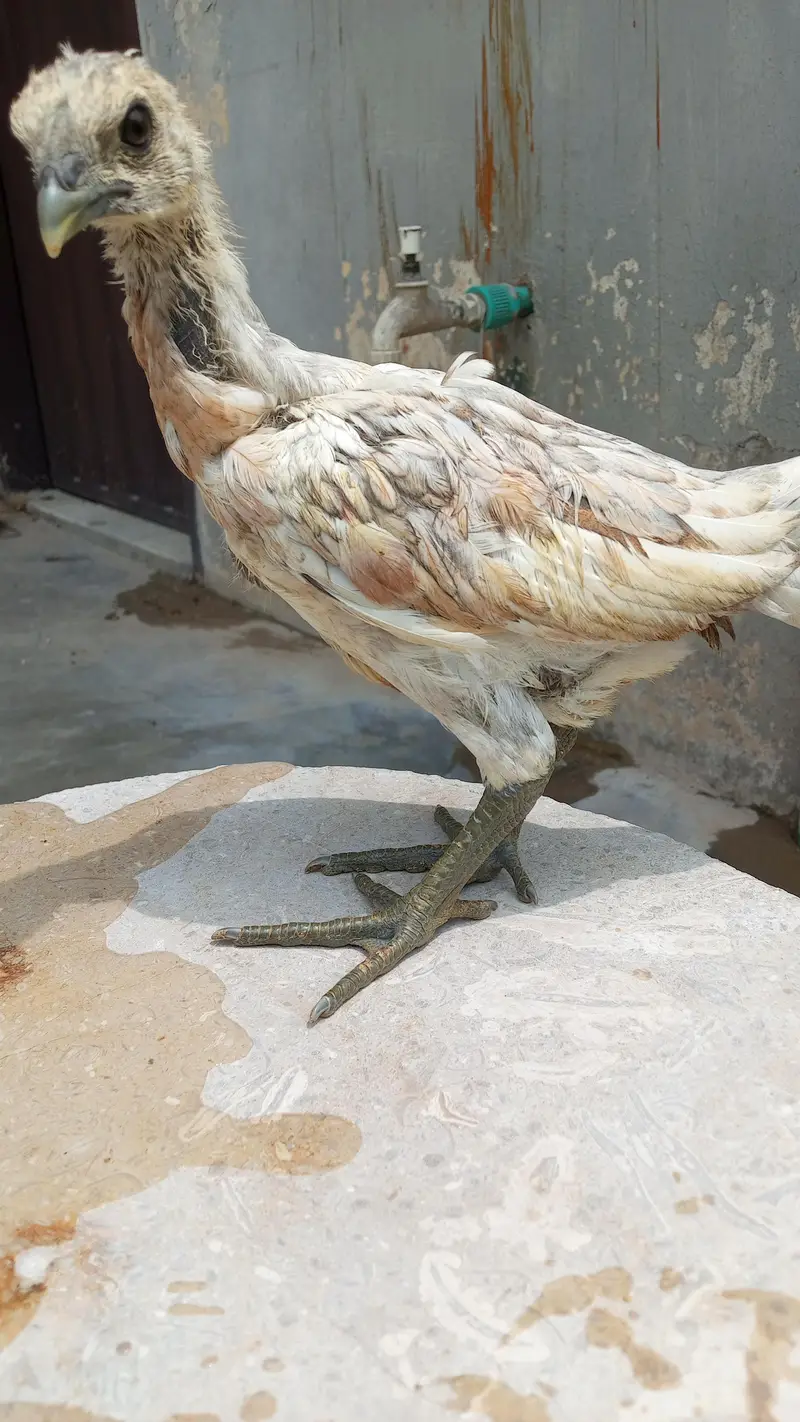 Healthy and active quality birds — photo 4
