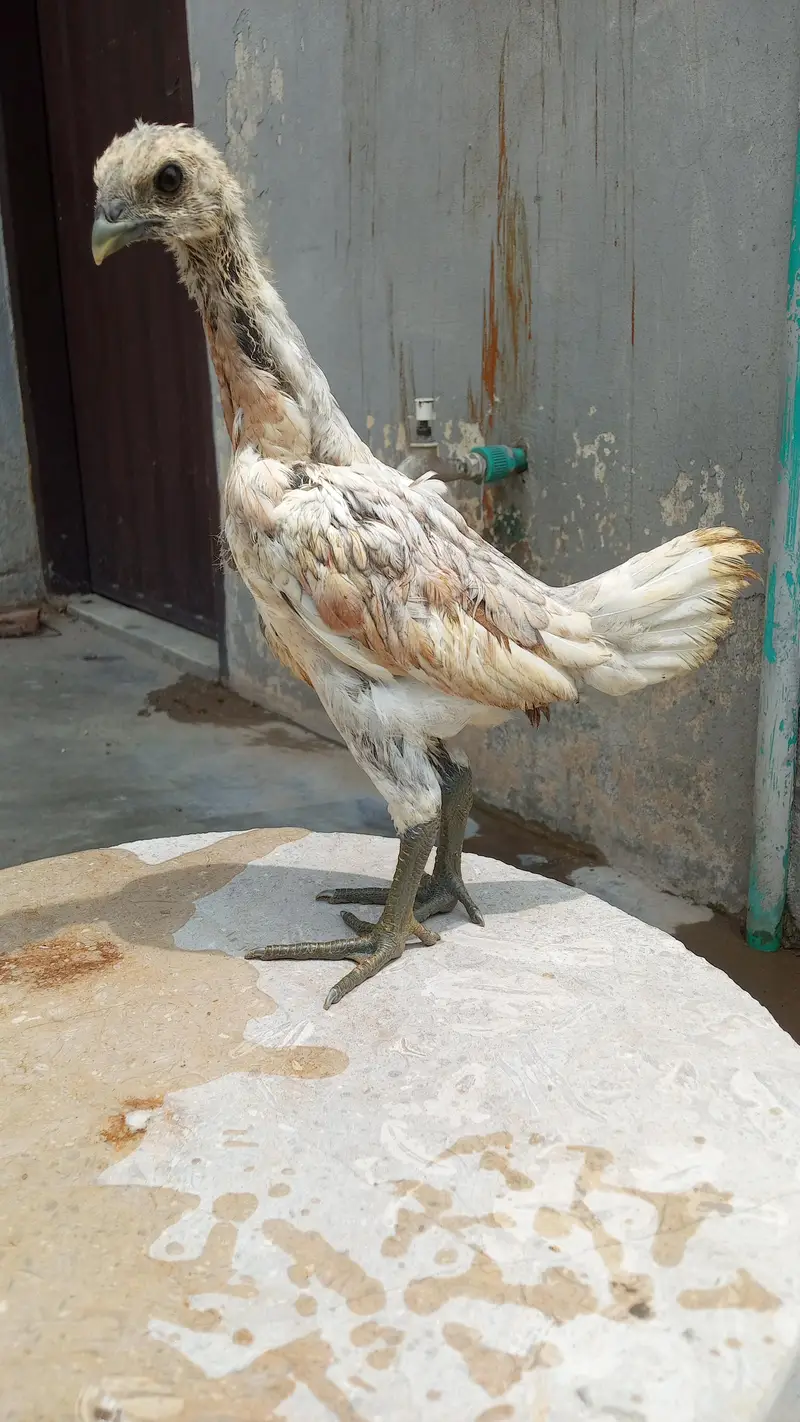 Healthy and active quality birds — photo 5