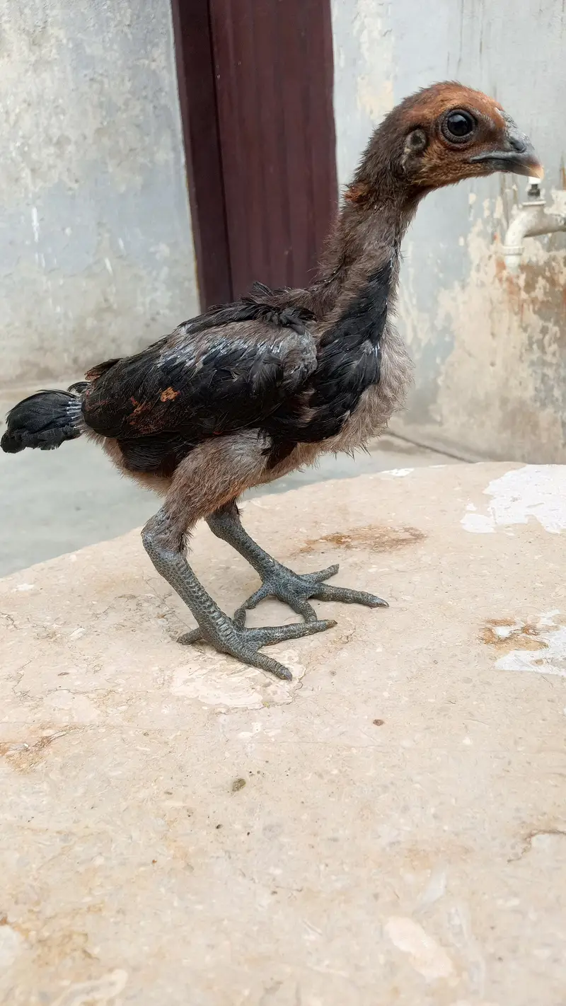 Healthy and active quality birds — photo 9