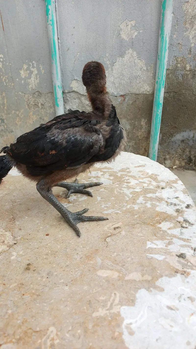 Healthy and active quality birds — photo 10