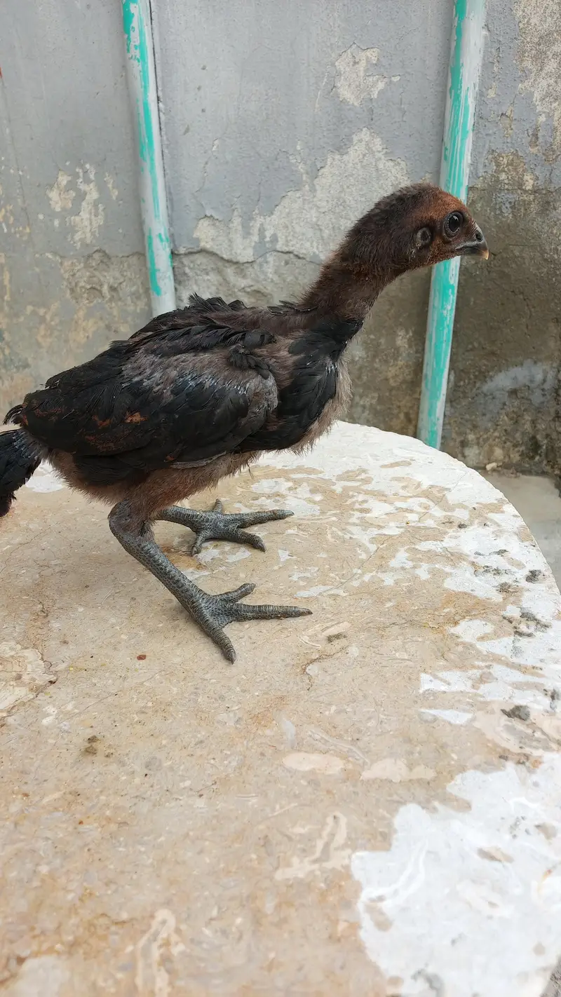 Healthy and active quality birds — photo 11
