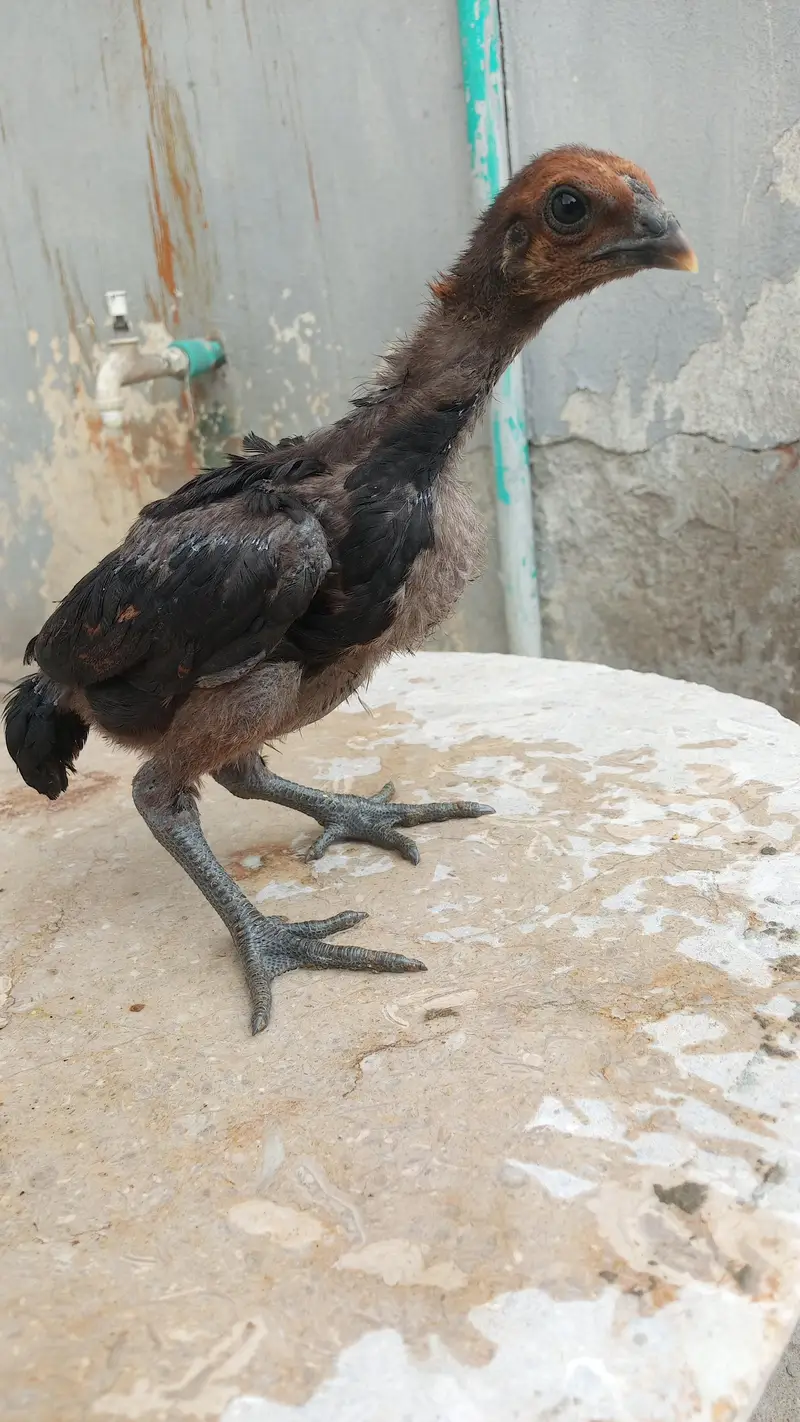 Healthy and active quality birds — photo 12