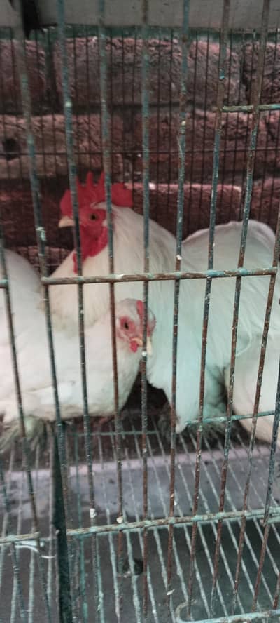 bantum pair for sale