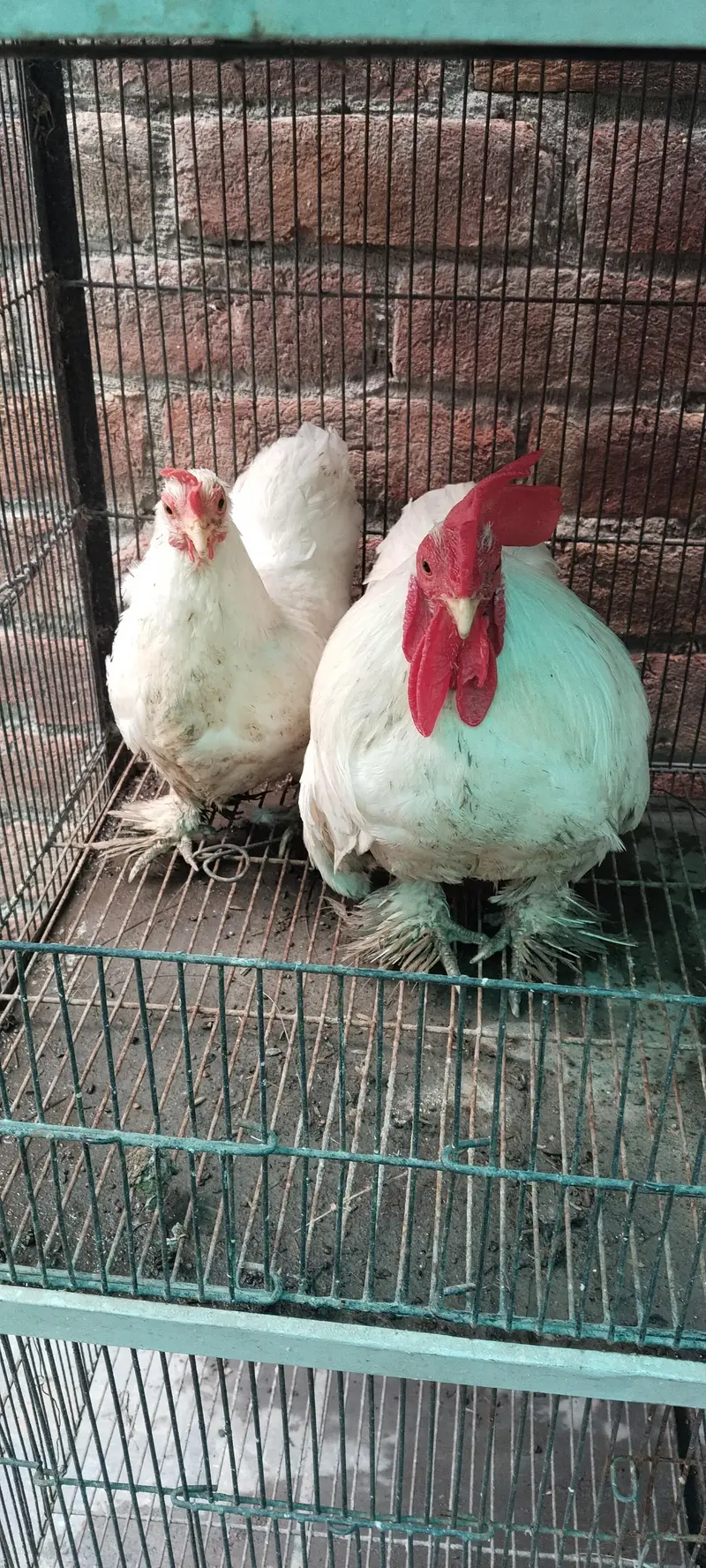 bantum pair for sale — photo 4