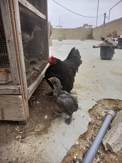 bantam Cochin