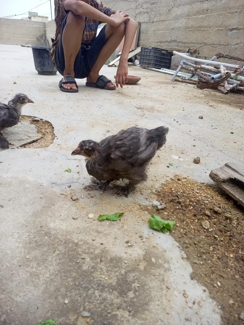 bantam Cochin — photo 2