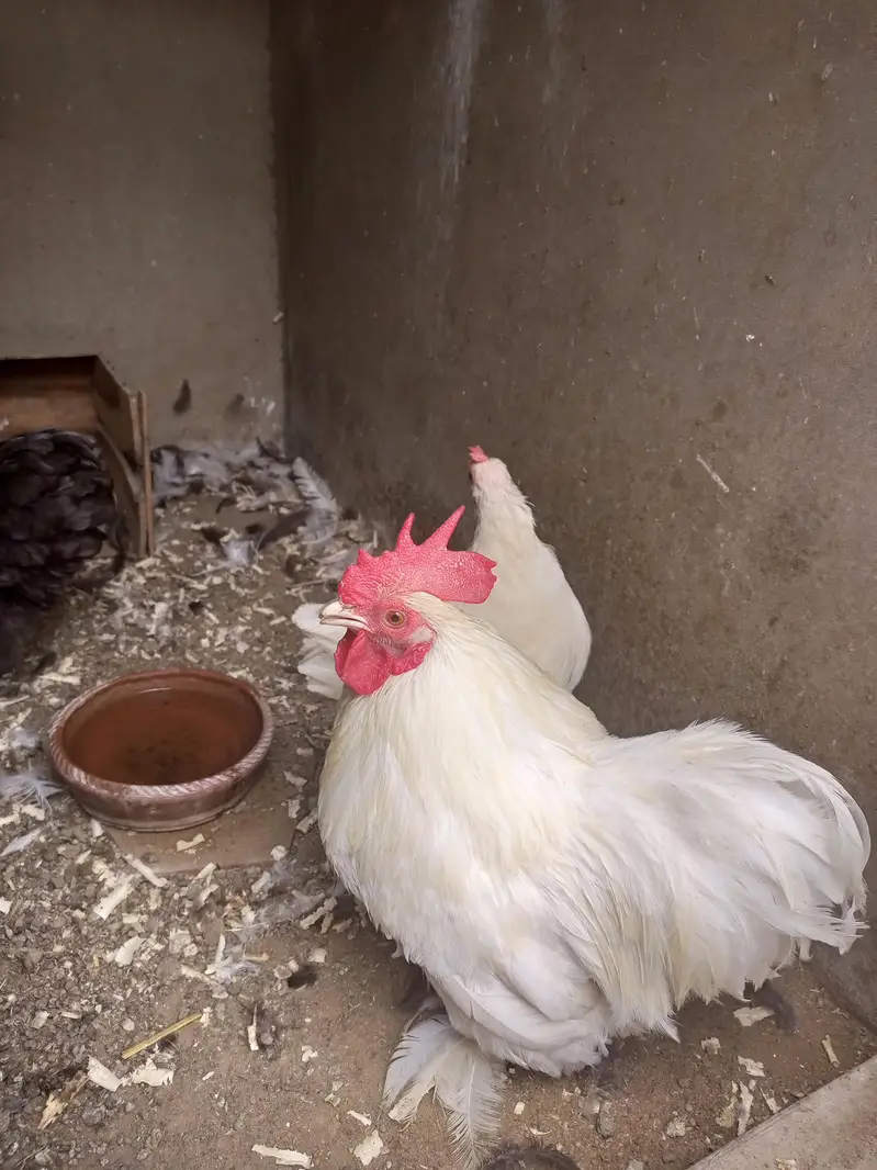 bantam Cochin — photo 3