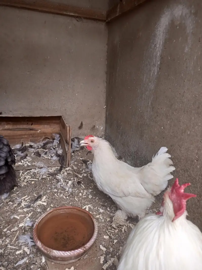 bantam Cochin — photo 4